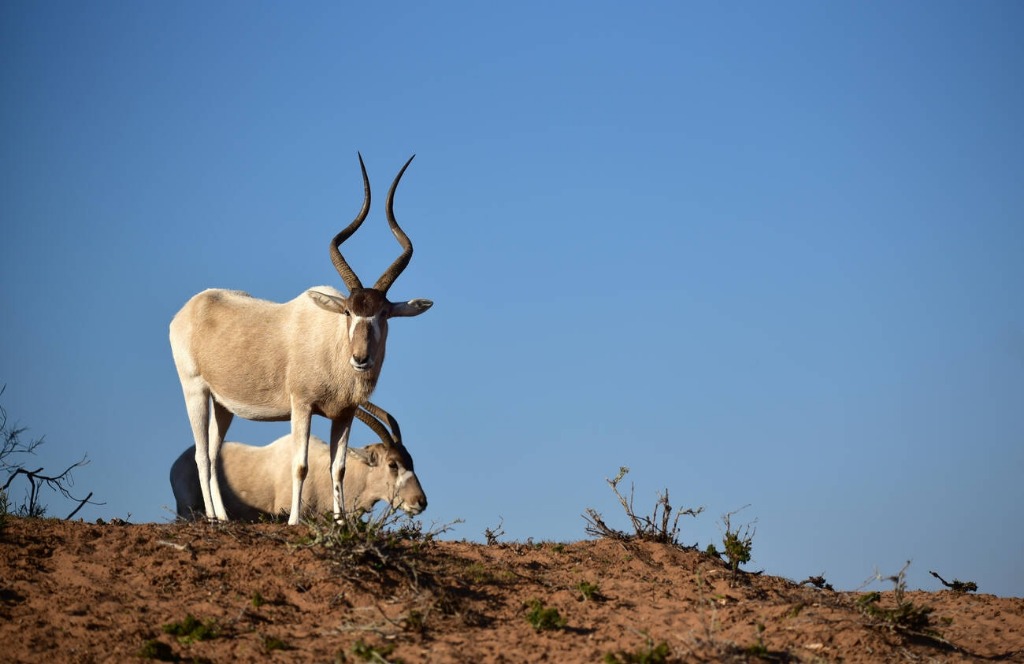 Souss Massa National Park Birdwatching Safari